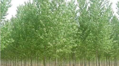 種植河南白蠟苗的養(yǎng)護(hù)方法你了解多少？
